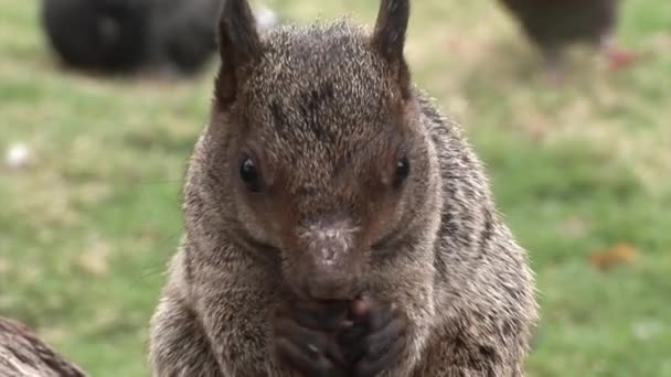 Vörös mókus rágja a dió, a Galapagos-szigetek. — Stock videók