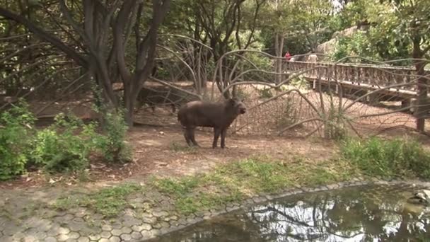 Tapir Tapirus no jardim zoológico do parque nacional . — Vídeo de Stock