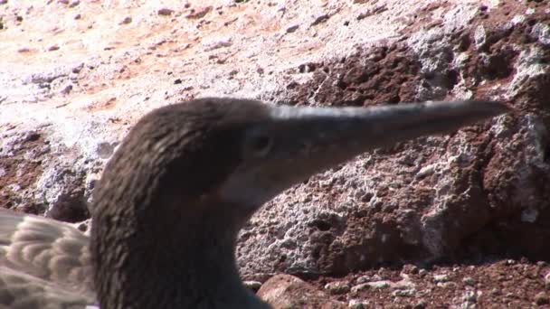 Vogel pelikaan Flightless Aalscholver Phalacrocorax harrisi op de Galapagos eilanden. — Stockvideo