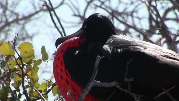 Frégate oiseau avec poitrine rouge sur les îles Galapagos . — Video