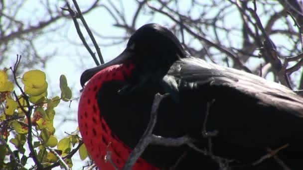 Fırkateyn kuş Galapagos Adaları üzerinde kırmızı meme ile. — Stok video
