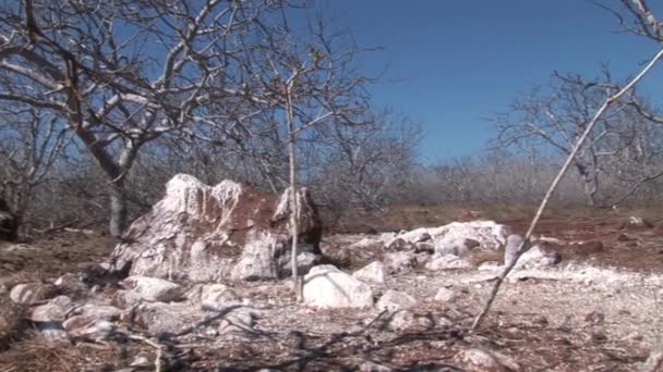 Vögel auf Galapagos-Inseln. — Stockvideo