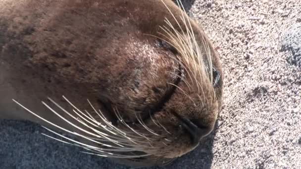 Seal lion relax on beach Galapagos. — Stock Video
