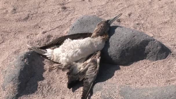Mrtvý pták na Galapágy. — Stock video