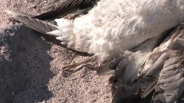 Död fågel på Galapagosöarna. — Stockvideo