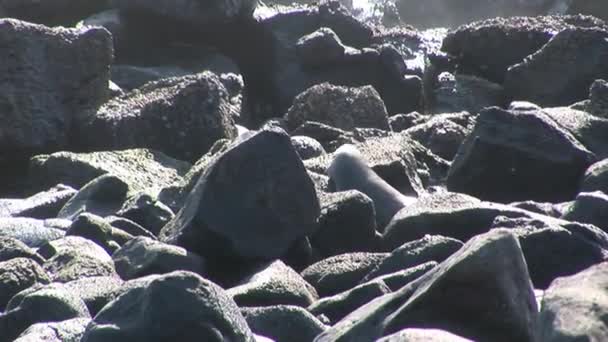 Seal lion relax on stones beach Galapagos. — Stock Video