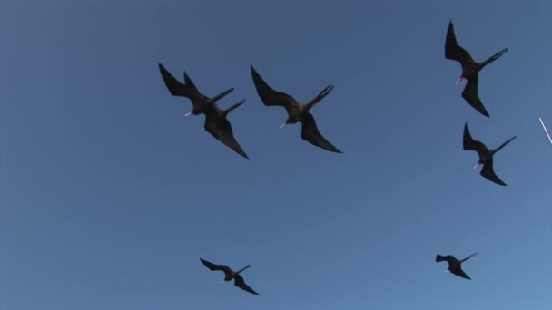 Fregat vogels vliegen in lucht over Galapagos eilanden. — Stockvideo