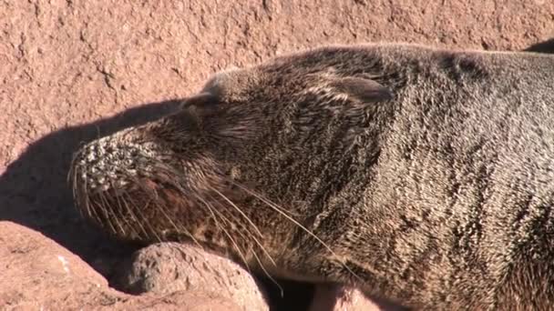 Sello león relajarse en la playa Galápagos . — Vídeos de Stock