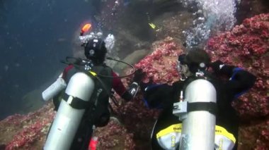 Deniz yatağının arka planında dalgıçlar suyun altında.