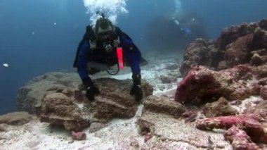 Deniz yatağının arka planında dalgıçlar suyun altında.