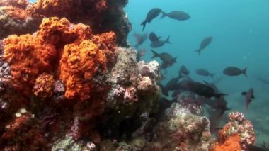 Galapagos, sualtı balık sürüsü.