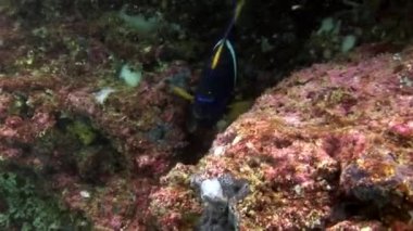 Balık melek sualtı Galapagos.