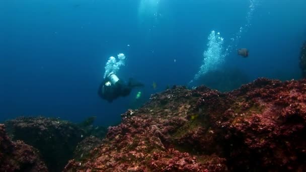 Scuba divers underwater on background of seabed. — Stock Video
