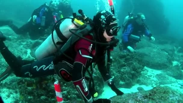 Mergulhadores e estrelas-do-mar subaquáticos no fundo do fundo do mar . — Vídeo de Stock