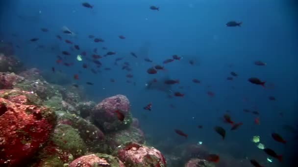 Manta ray rampa de peces bajo el agua en el fondo de los fondos marinos increíbles en Galápagos . — Vídeo de stock