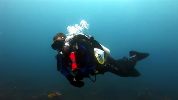 Duikers onderwater op de achtergrond van de zeebodem. — Stockvideo