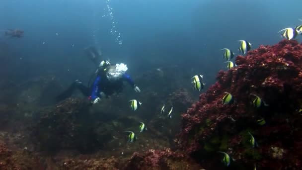 Taucher unter Wasser vor dem Hintergrund von Schulfischen. — Stockvideo