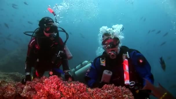 Buceadores bajo el agua en el fondo de peces de la escuela . — Vídeos de Stock