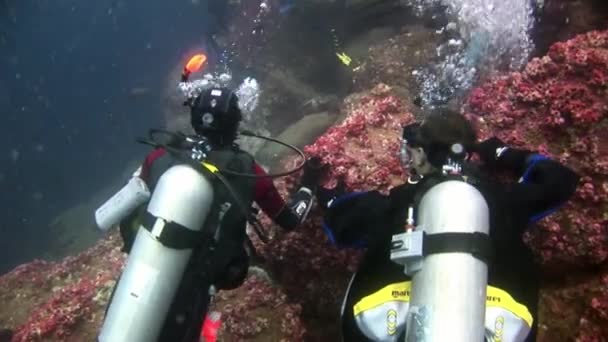 Mergulhadores submarinos no fundo do fundo do fundo do mar. — Vídeo de Stock