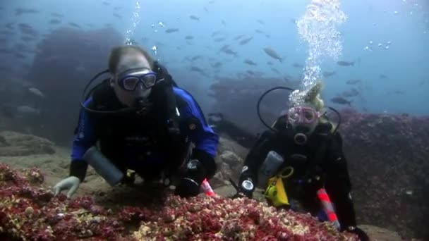 Dykkere under vandet på baggrund af skolefisk . – Stock-video