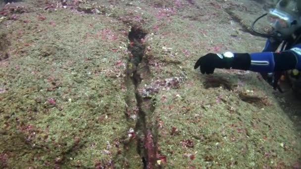 Buceadores y peces de piedra bajo el agua sobre el fondo del fondo marino . — Vídeo de stock