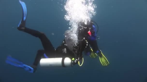 Búvárok a víz alatt. — Stock videók