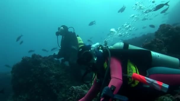 Scuba divers underwater. — Stock Video