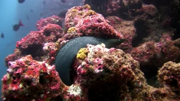 Морской угорь под водой бирюзовой лагуны на Галапагосах . — стоковое видео