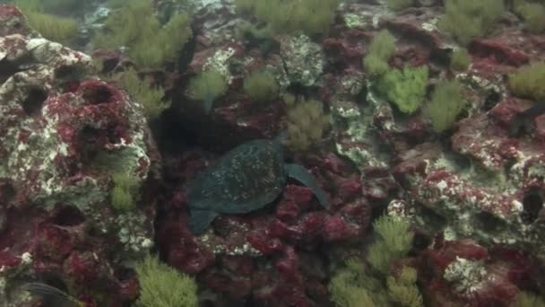 Tortue marine sur de l'eau claire et propre sous-marine aux Galapagos . — Video