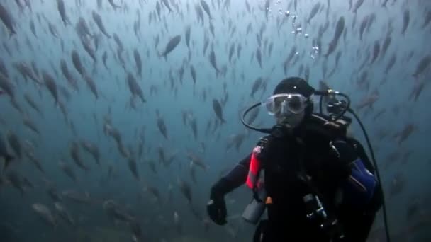 Buceadores bajo el agua en el fondo de peces de la escuela . — Vídeos de Stock