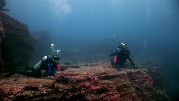 Duikers onderwater op de achtergrond van de zeebodem. — Stockvideo