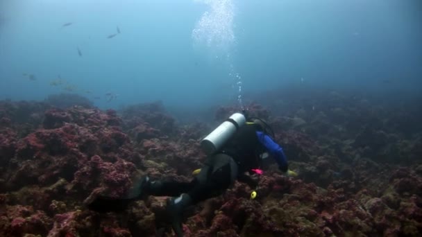 Buceadores bajo el agua en el fondo de los fondos marinos. — Vídeo de stock