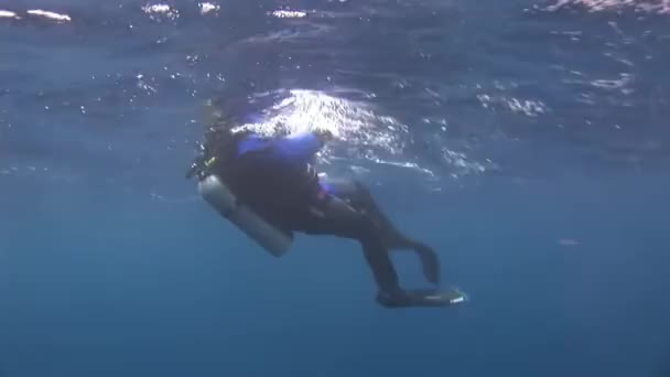 Scuba divers underwater. — Stock Video