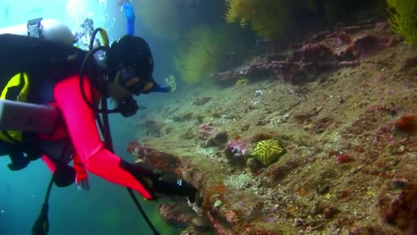 Dykare och sjöstjärnor under vattnet på bakgrund av havsbotten. — Stockvideo