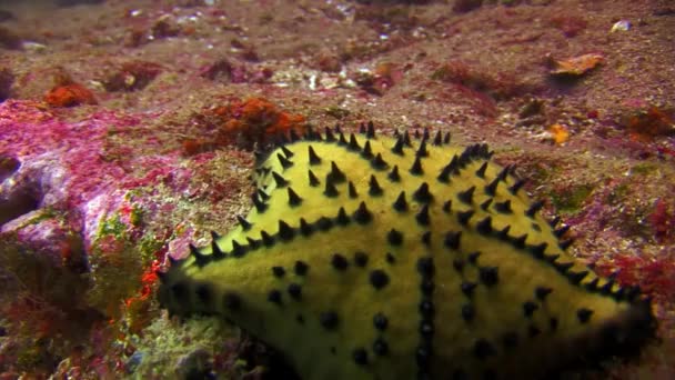 Sjöstjärna på havsbotten i Galapagos. — Stockvideo