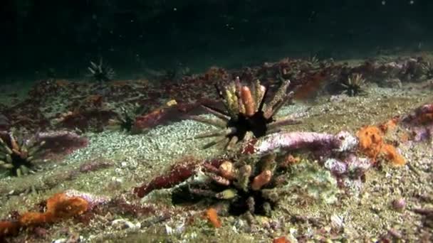 Морського їжака на морському дні Морський акваріум в Галапагоських — стокове відео