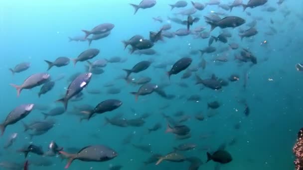 Fischschwärme unter Wasser auf Galapagos. — Stockvideo