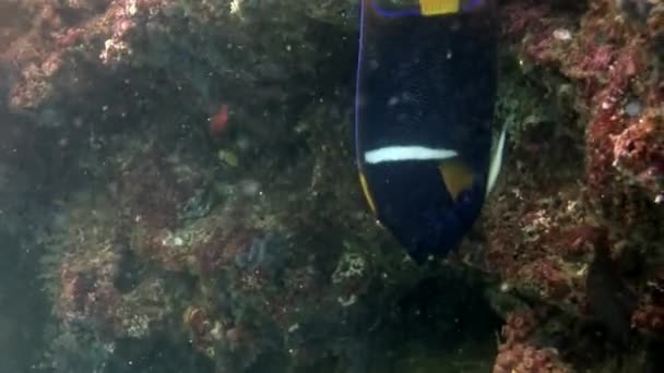 Pescado ángel macro video primer plano bajo el agua en el fondo marino en Galápagos . — Vídeos de Stock