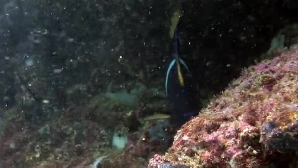 Pesce angelo macro video primo piano sott'acqua sui fondali marini nelle Galapagos . — Video Stock