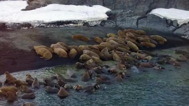 Morslar, Yeni Dünya'ya Vaigach adasında Arktik Okyanusu aero görünümü sahilinde.