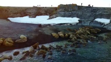 Kuzey Buz Denizi Sahili helikopter aero görünümünde walruses ve insanlar çevreciler.