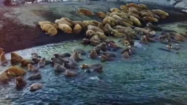 Yeni Dünya Vaigach adada Walrusesin Arctic helikopter aero görünümü.