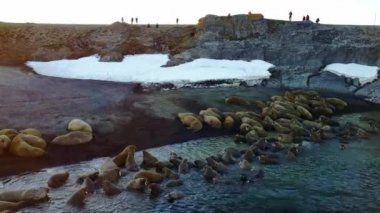 Kuzey Buz Denizi Sahili helikopter aero görünümünde walruses ve insanlar çevreciler.