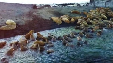 Yeni Dünya Vaigach adada Walrusesin Arctic helikopter aero görünümü.
