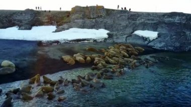 Kuzey Buz Denizi Sahili helikopter aero görünümünde walruses ve insanlar çevreciler.