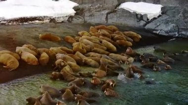Yeni Dünya Vaigach adada walruses aero görünümünün Bankası besleme.