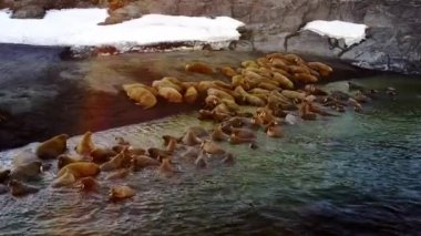 Yeni Dünya Vaigach adada walruses aero görünümünün Bankası besleme.