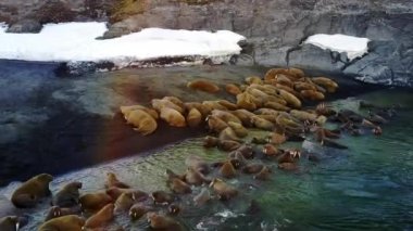 Yeni Dünya Vaigach adada walruses aero görünümünün Bankası besleme.
