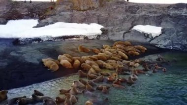 Morslar, Kuzey Buz Denizi benzersiz video aero profili yeni dünya üzerindeki sahilinde.