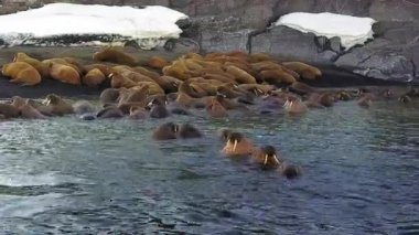 Morslar vahşi Arktik Okyanusu aero görünümü yeni dünya üzerindeki arka plan üzerinde.